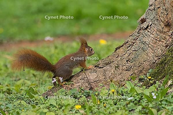 A squirrel (Sciurus vulgaris) standing next to a tree trunk in a flowery meadow, Hesse, Germany [IBR124563560]