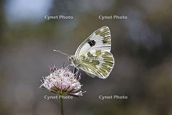 Pontia daplidice, reseda white, western reseda butterfly on scabious flower - Pontia daplidice, bath white on scabious flower [IBR124585233]
