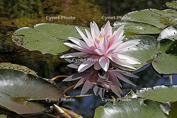 Nymphaea hybrid, water lily, water lily [IBR124585234]