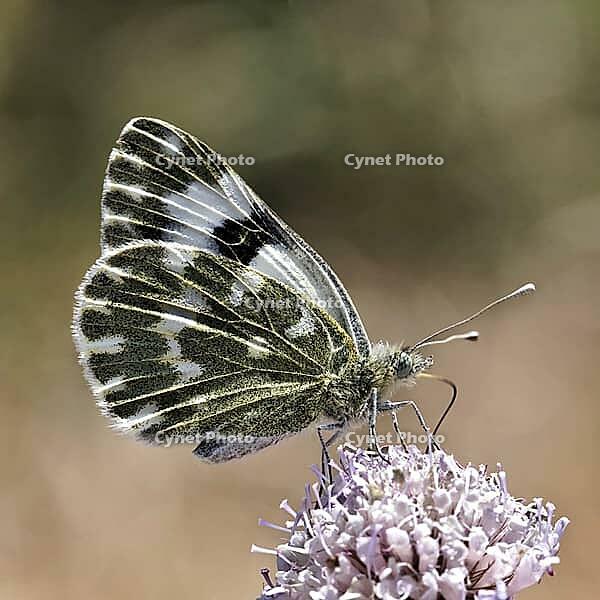 Pontia daplidice, reseda white, western reseda butterfly on scabious flower - Pontia daplidice, bath white on scabious flower [IBR124585235]