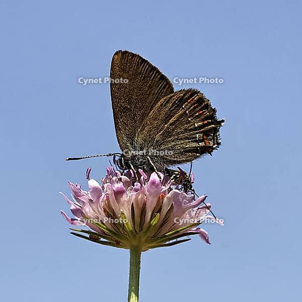 Satyrium esculi, Northern Mannia esculi, Southern Oakwifer - Satyrium esculi, False Ilex Hairstreak [IBR124585236]