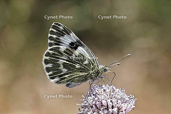 Pontia daplidice, reseda white, western reseda butterfly on scabious flower - Pontia daplidice, bath white on scabious flower [IBR124585237]