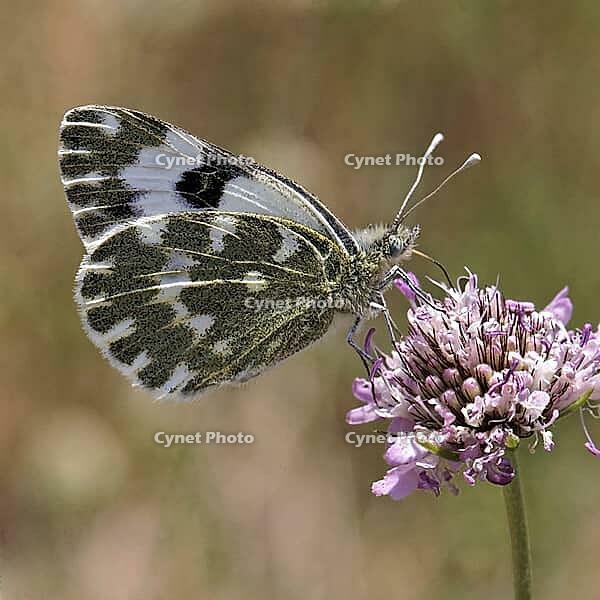Pontia daplidice, reseda white, western reseda butterfly on scabious flower - Pontia daplidice, bath white on scabious flower [IBR124585240]