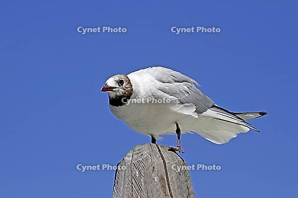 Black-headed gull, Larus ridibundus - Black-headed gull [IBR124585241]