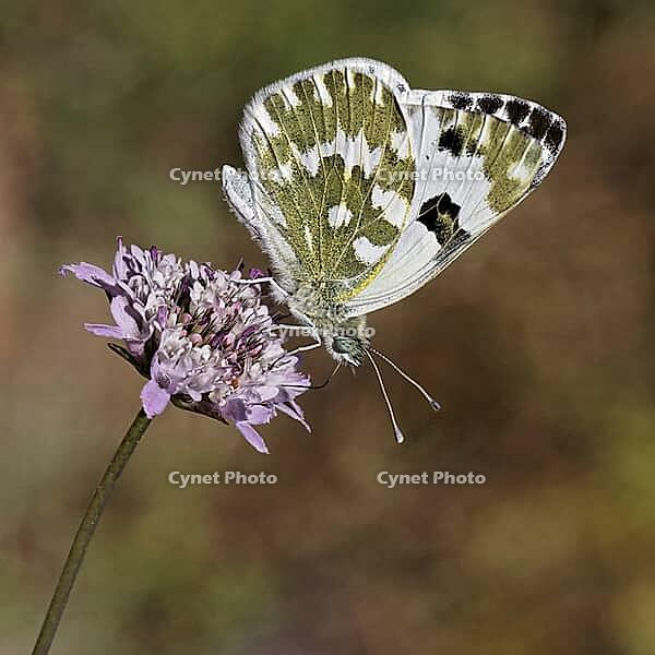 Pontia daplidice, reseda white, western reseda butterfly on scabious flower - Pontia daplidice, bath white on scabious flower [IBR124585242]