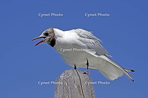 Black-headed gull, Larus ridibundus - Black-headed gull [IBR124585243]