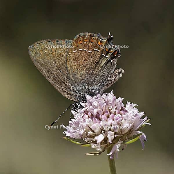 Satyrium esculi, Northern Mannia esculi, Southern Oakwifer - Satyrium esculi, False Ilex Hairstreak [IBR124585245]