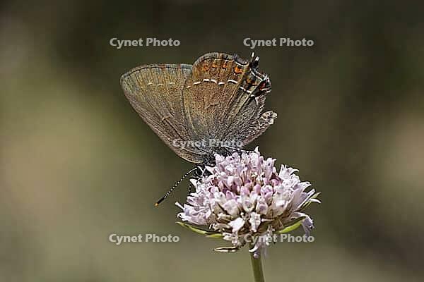 Satyrium esculi, Northern Mannia esculi, Southern Oakwifer - Satyrium esculi, False Ilex Hairstreak [IBR124585246]