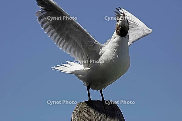 Black-headed gull, Larus ridibundus - Black-headed gull [IBR124585248]