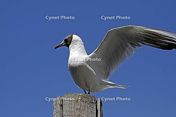 Black-headed gull, Larus ridibundus - Black-headed gull [IBR124585249]