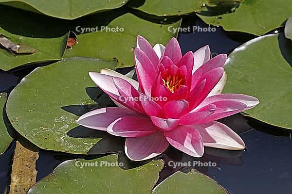 Nymphaea hybrid, water lily, water lily [IBR124585250]