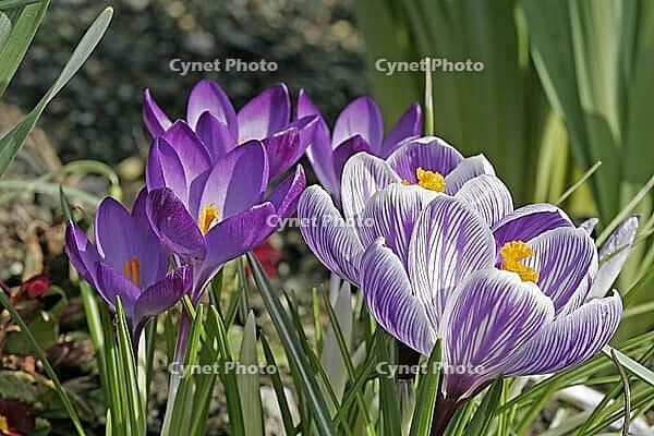 Crocus vernus, spring crocus [IBR124585251]