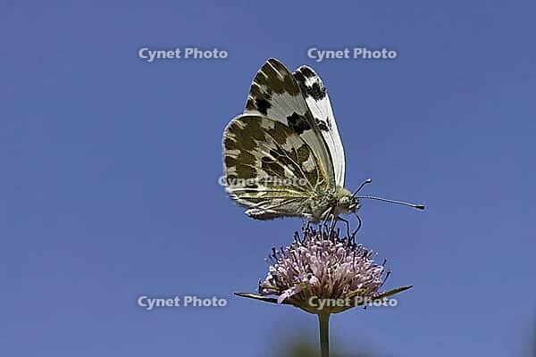 Pontia daplidice, reseda white, western reseda butterfly on scabious flower - Pontia daplidice, bath white on scabious flower [IBR124585253]