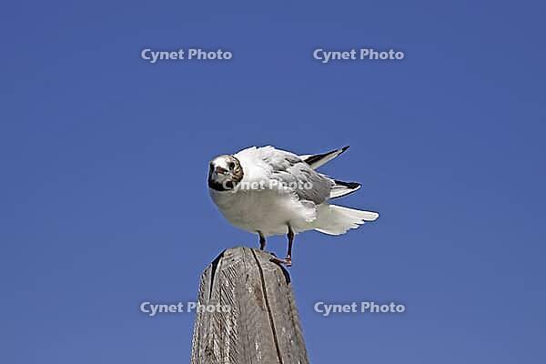 Black-headed gull, Larus ridibundus - Black-headed gull [IBR124585254]
