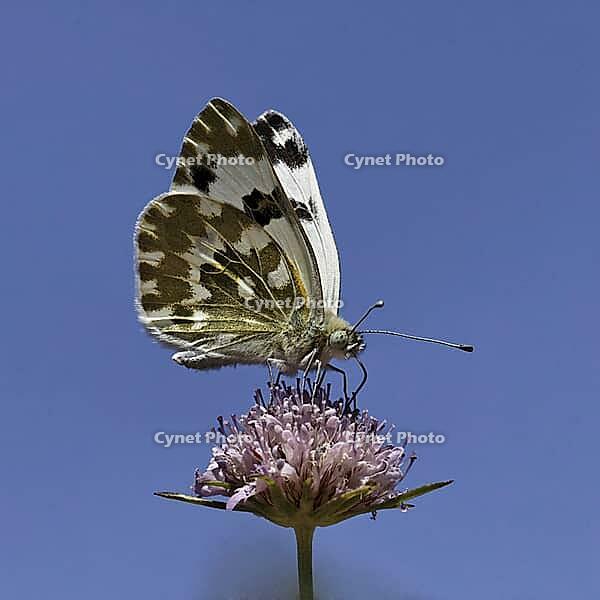 Pontia daplidice, reseda white, western reseda butterfly on scabious flower - Pontia daplidice, bath white on scabious flower [IBR124585255]