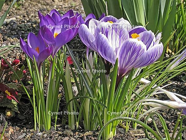 Crocus vernus, spring crocus [IBR124585256]