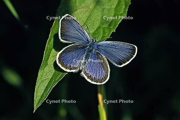 Plebejus argus, White-faced Blue, (male) [IBR124585258]