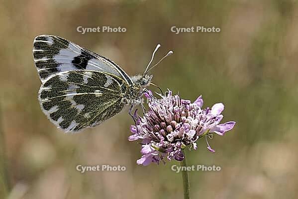 Pontia daplidice, reseda white, western reseda butterfly on scabious flower - Pontia daplidice, bath white on scabious flower [IBR124585259]