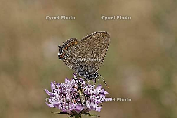 Satyrium esculi, Northern Mannia esculi, Southern Oakwifer - Satyrium esculi, False Ilex Hairstreak [IBR124585262]