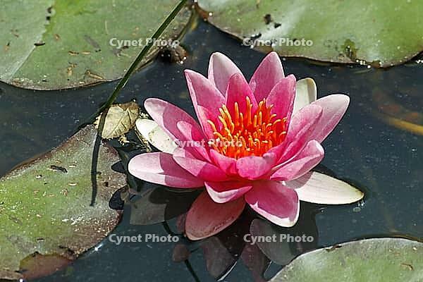 Nymphaea hybrid, water lily, water lily [IBR124585264]