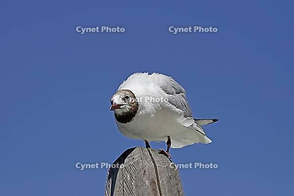 Black-headed gull, Larus ridibundus - Black-headed gull [IBR124585265]