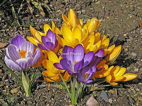 Crocus vernus, spring crocus [IBR124585267]