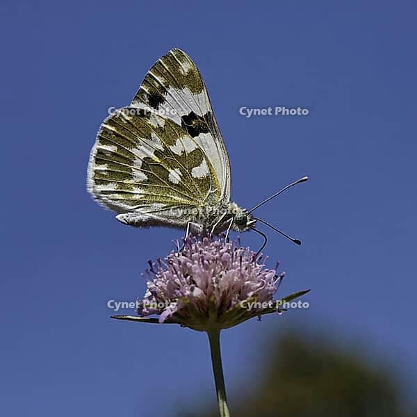 Pontia daplidice, reseda white, western reseda butterfly - Pontia daplidice, bath white on scabious flower [IBR124585268]