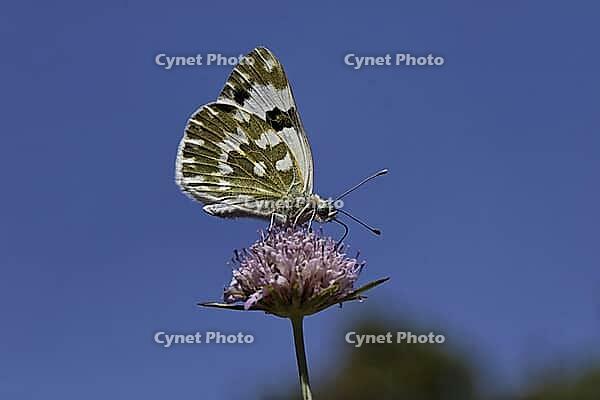 Pontia daplidice, reseda white, western reseda butterfly on scabious flower - Pontia daplidice, bath white on scabious flower [IBR124585269]