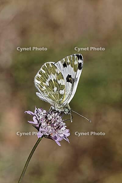 Pontia daplidice, reseda white, western reseda butterfly on scabious flower - Pontia daplidice, bath white on scabious flower [IBR124585270]