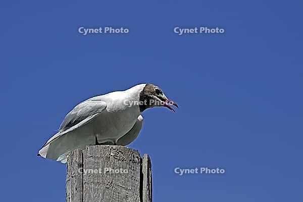 Black-headed gull, Larus ridibundus - Black-headed gull [IBR124585271]