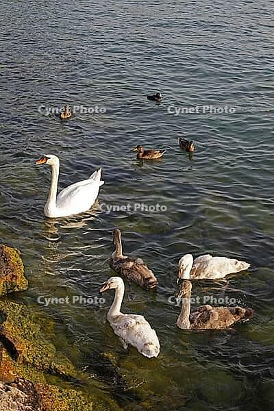 Mute swan (Cygnus olor) with young birds at Lake Garda - Mute swan with young birds [IBR124585272]