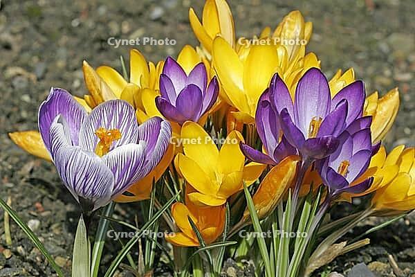 Crocus vernus, spring crocus [IBR124585275]