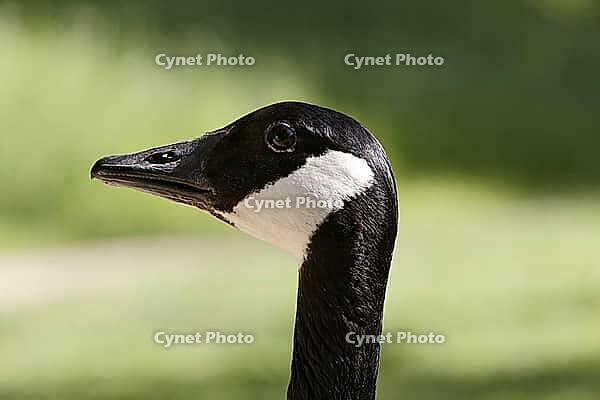 Canada goose, Branta canadensis - Branta canadensis, Canada goose [IBR124585277]