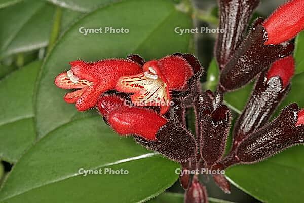 Aeschynanthus 'Mona Lisa', pubic flower, meaning flower [IBR124585278]