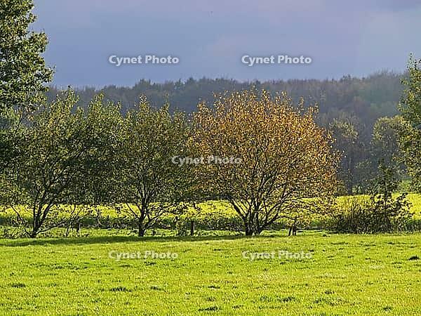 Autumn landscape near Westerkappeln [IBR124585280]