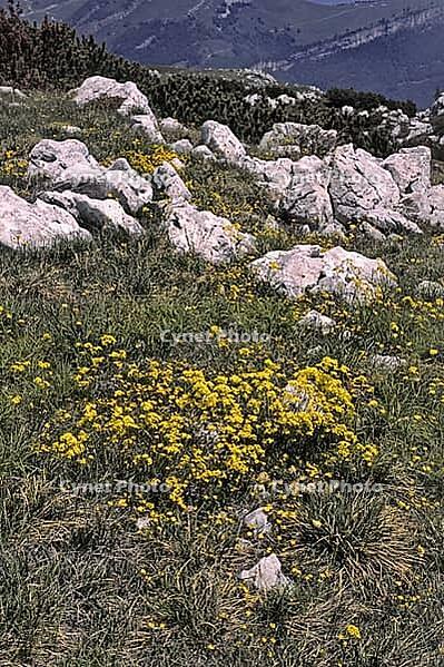 Biscutella laevigata, eyeglass cloves [IBR124585284]