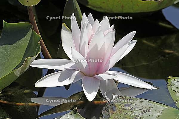 Nymphaea hybrid, water lily, water lily [IBR124585285]