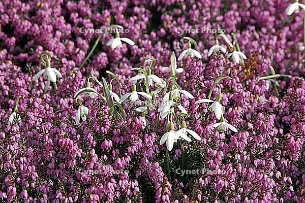 Galanthus nivalis, snowdrop [IBR124585286]
