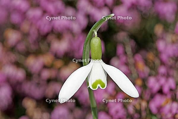 Galanthus nivalis, snowdrop [IBR124585288]