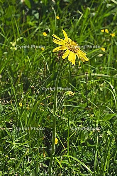 Arnica montana, arnica [IBR124585290]