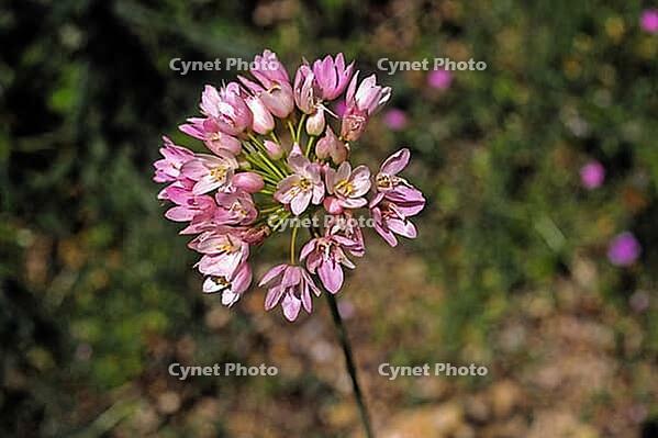 Allium roseum, rose garlic [IBR124585291]