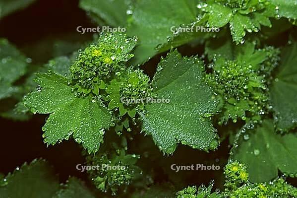 Alchemilla vulgaris, common lady's mantle, leaves with raindrops [IBR124585296]