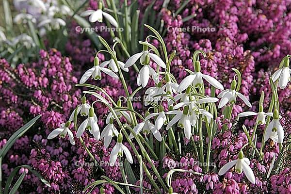 Galanthus nivalis, snowdrop [IBR124585298]