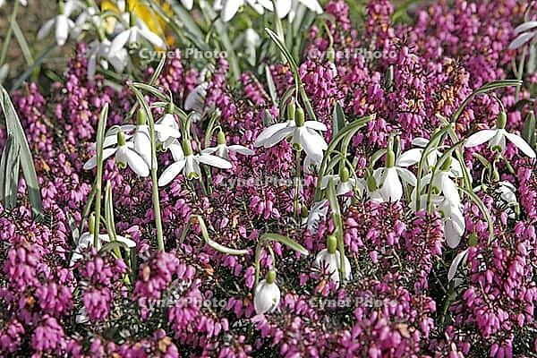 Galanthus nivalis, snowdrop [IBR124585300]