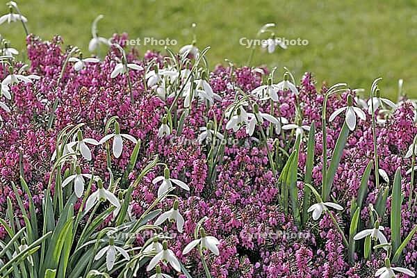Galanthus nivalis, snowdrop [IBR124585301]