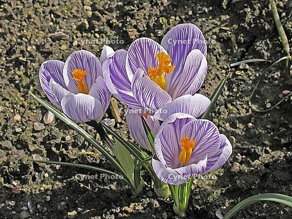Crocus vernus, spring crocus [IBR124585303]