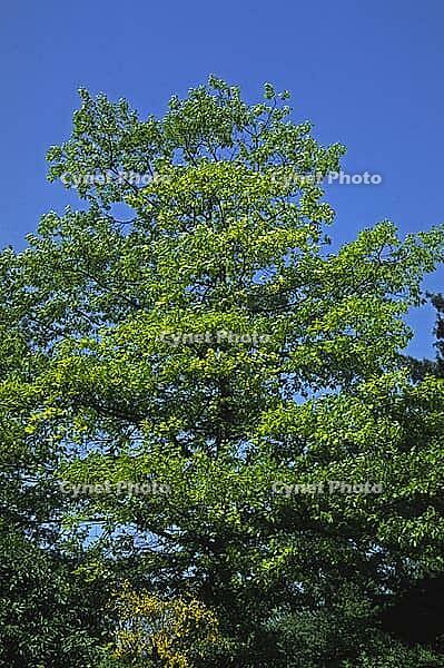 Tree in spring [IBR124585304]