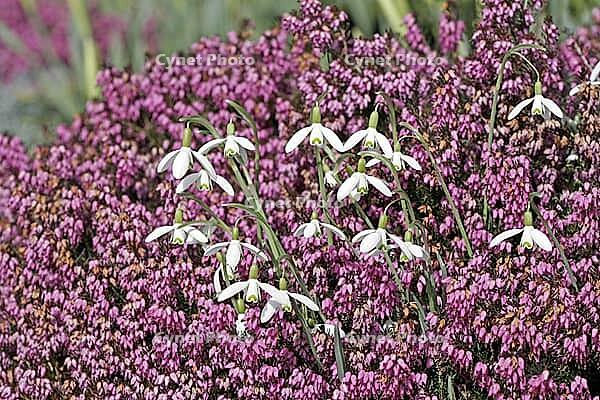 Galanthus nivalis, snowdrop [IBR124585305]