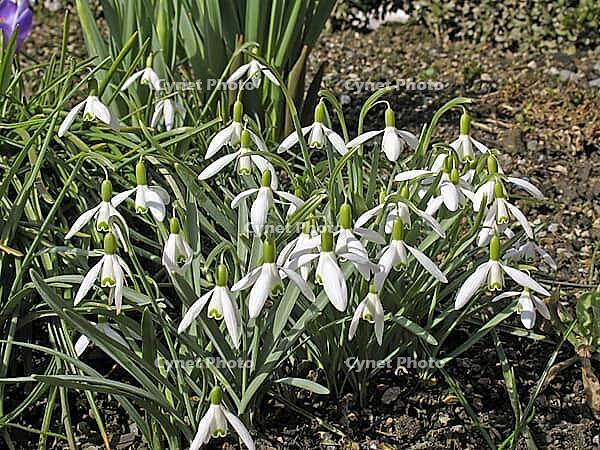 Galanthus nivalis, snowdrop [IBR124585306]
