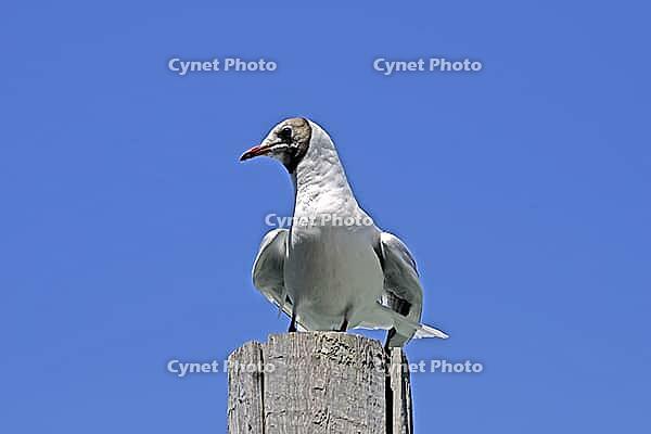 Black-headed gull, Larus ridibundus - Black-headed gull [IBR124585308]